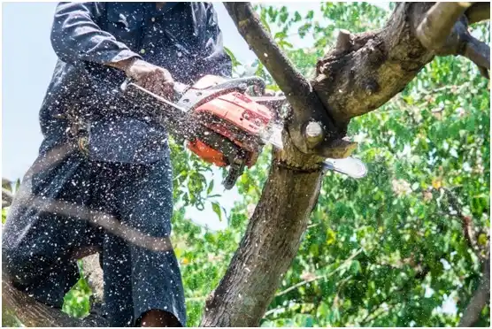 tree services Paducah